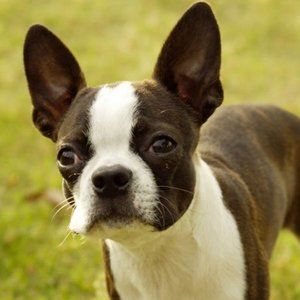 Meet your Posher, Brandy